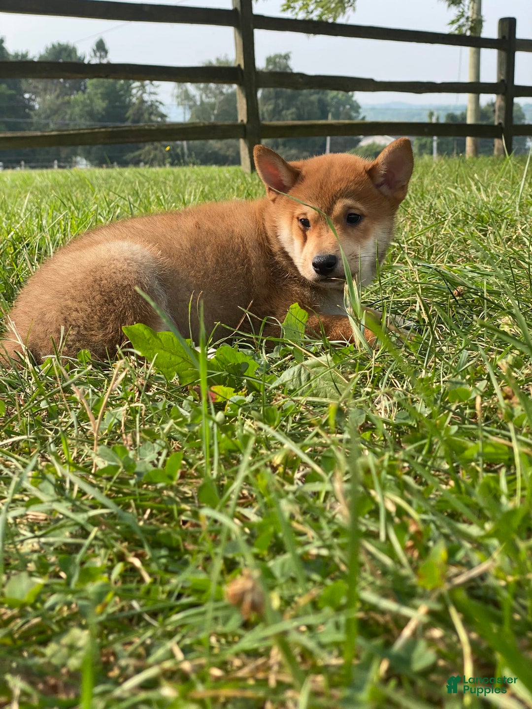 Shiba Inu dogs for sale: Isaak - Image 6