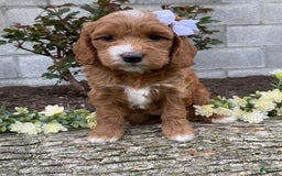 Mini Goldendoodle dogs for sale: Juniper - Image 7