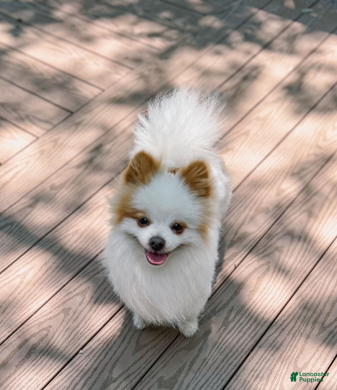 Pomeranian dogs for stud: Classic Romeo Kruz - Image 2