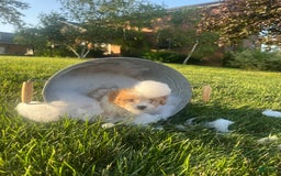 Cavachon dogs for sale: Diego - Image 1