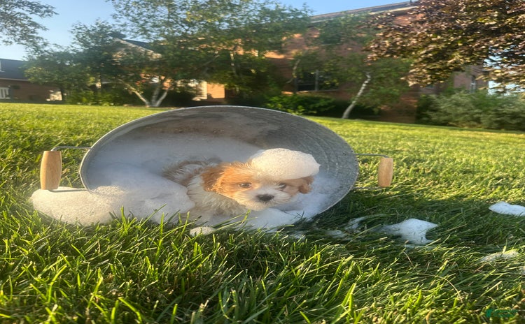 Cavachon dogs for sale - Ad 1
