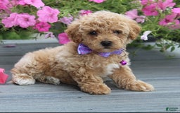 Bichpoo dogs for sale: Addison - Image 1
