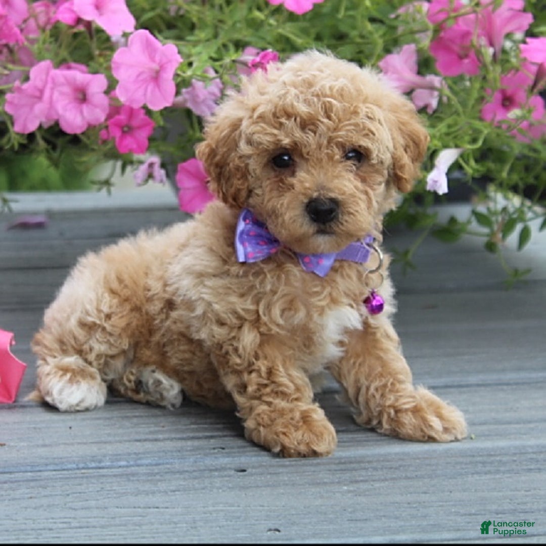 Bichpoo dogs for sale: Addison - Image 1