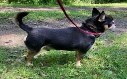 Chihuahua dogs for sale: Ivar - Image 11