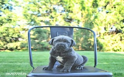 Cane Corso dogs for sale: Bruno - Image 5