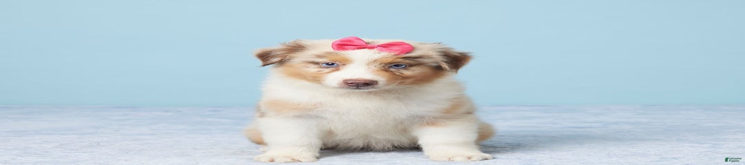 Roxy