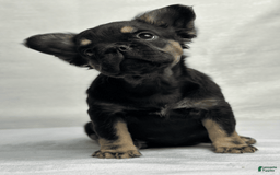 French Bulldog dogs for sale: Roxy - Image 2
