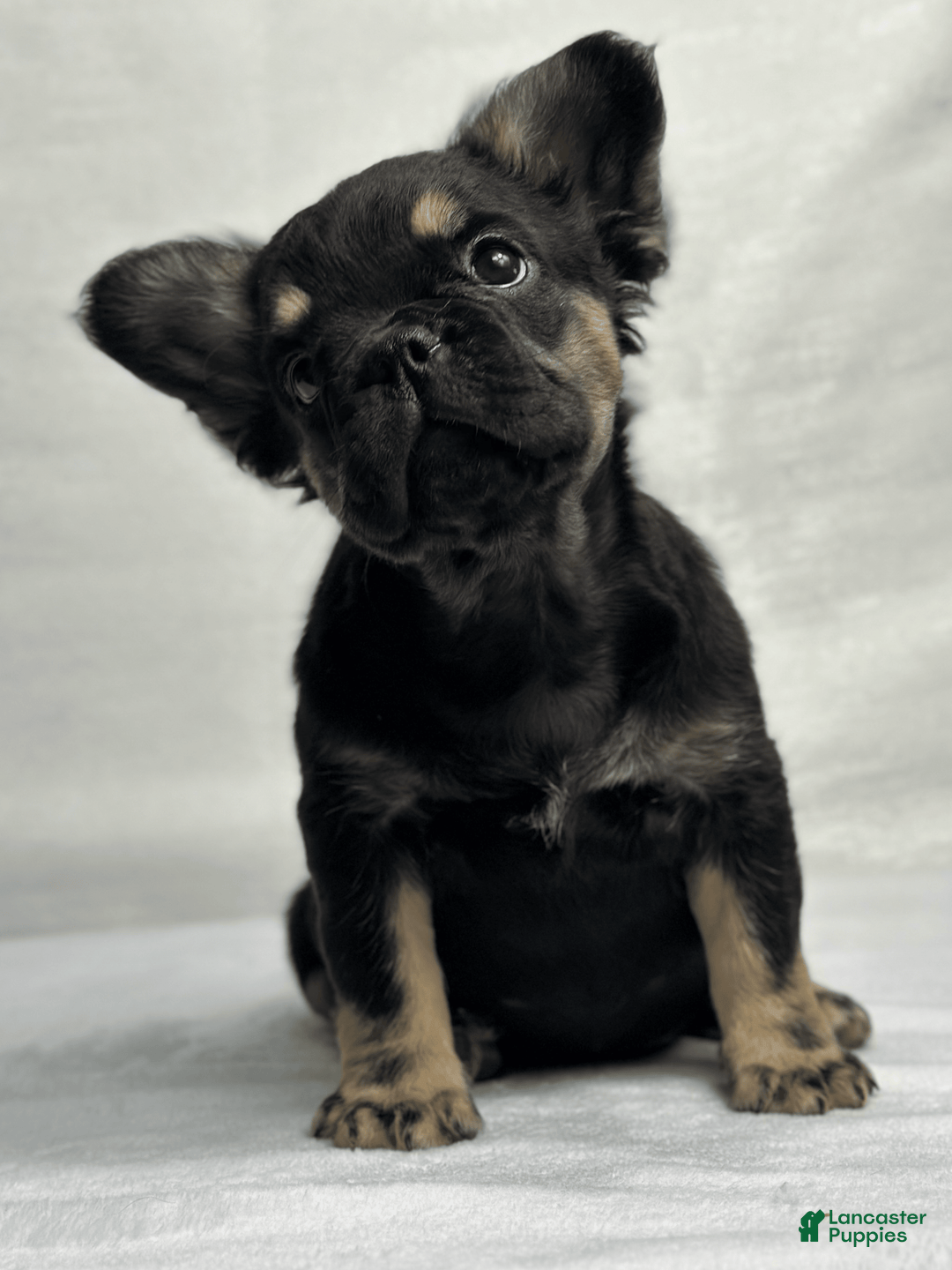 French Bulldog dogs for sale: Roxy - Image 2