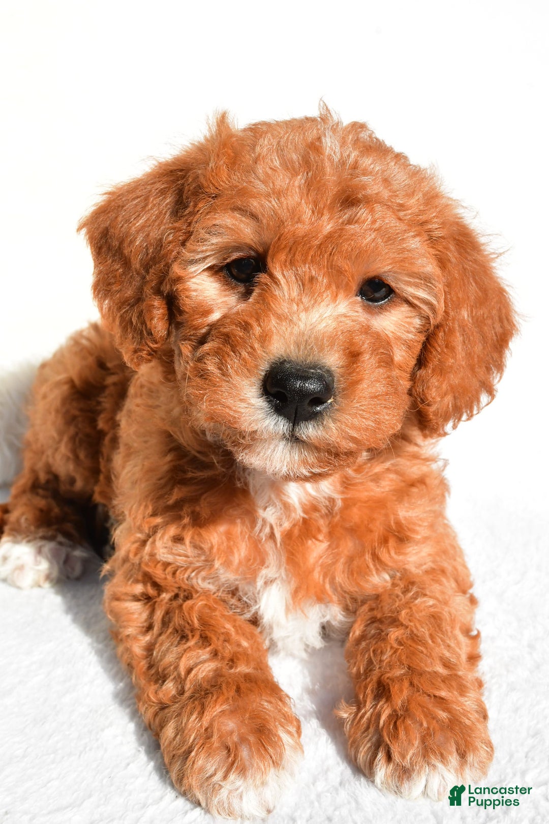  dogs for sale: Rosie - Image 6