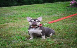 French Bulldog dogs for sale: Brooke - Image 7