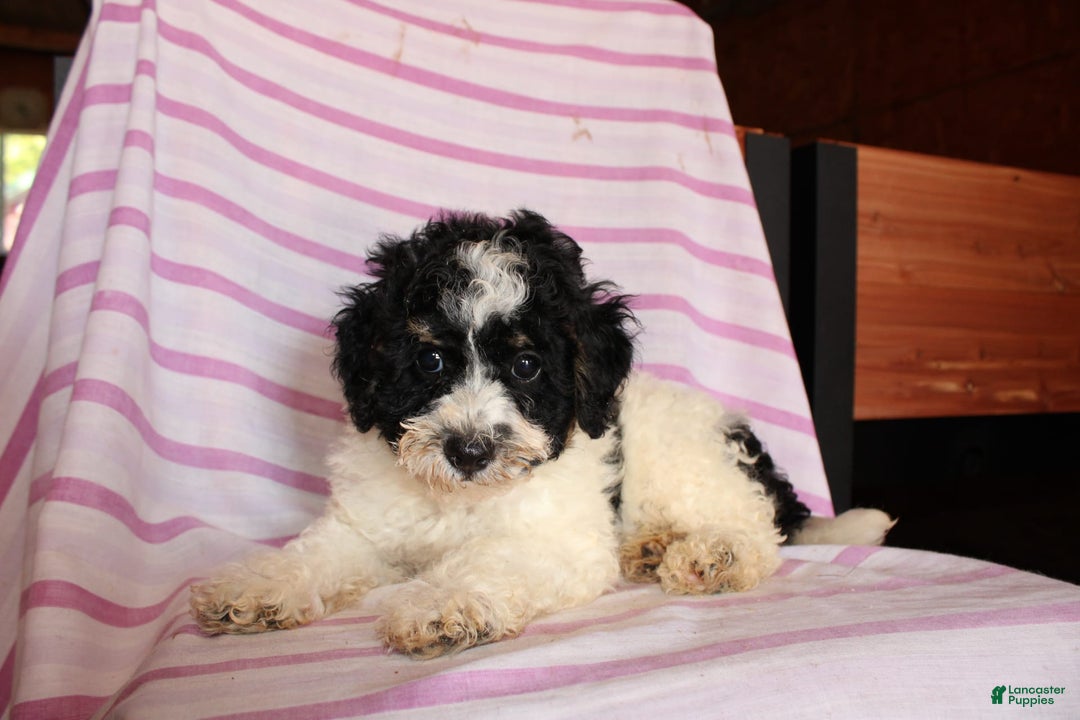 Cockapoo dogs for sale: Timmy - Image 1
