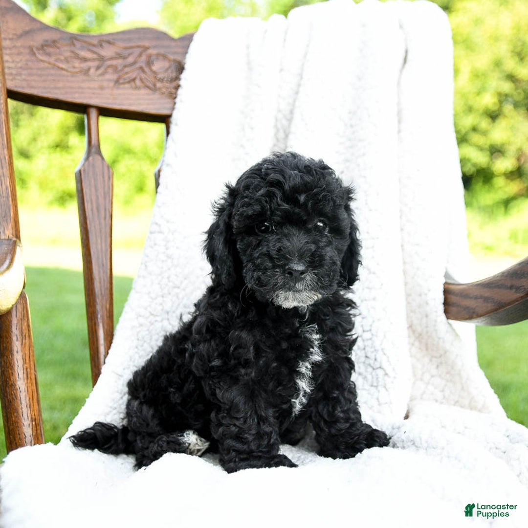 Havapoo dogs for sale: Parks - Image 1