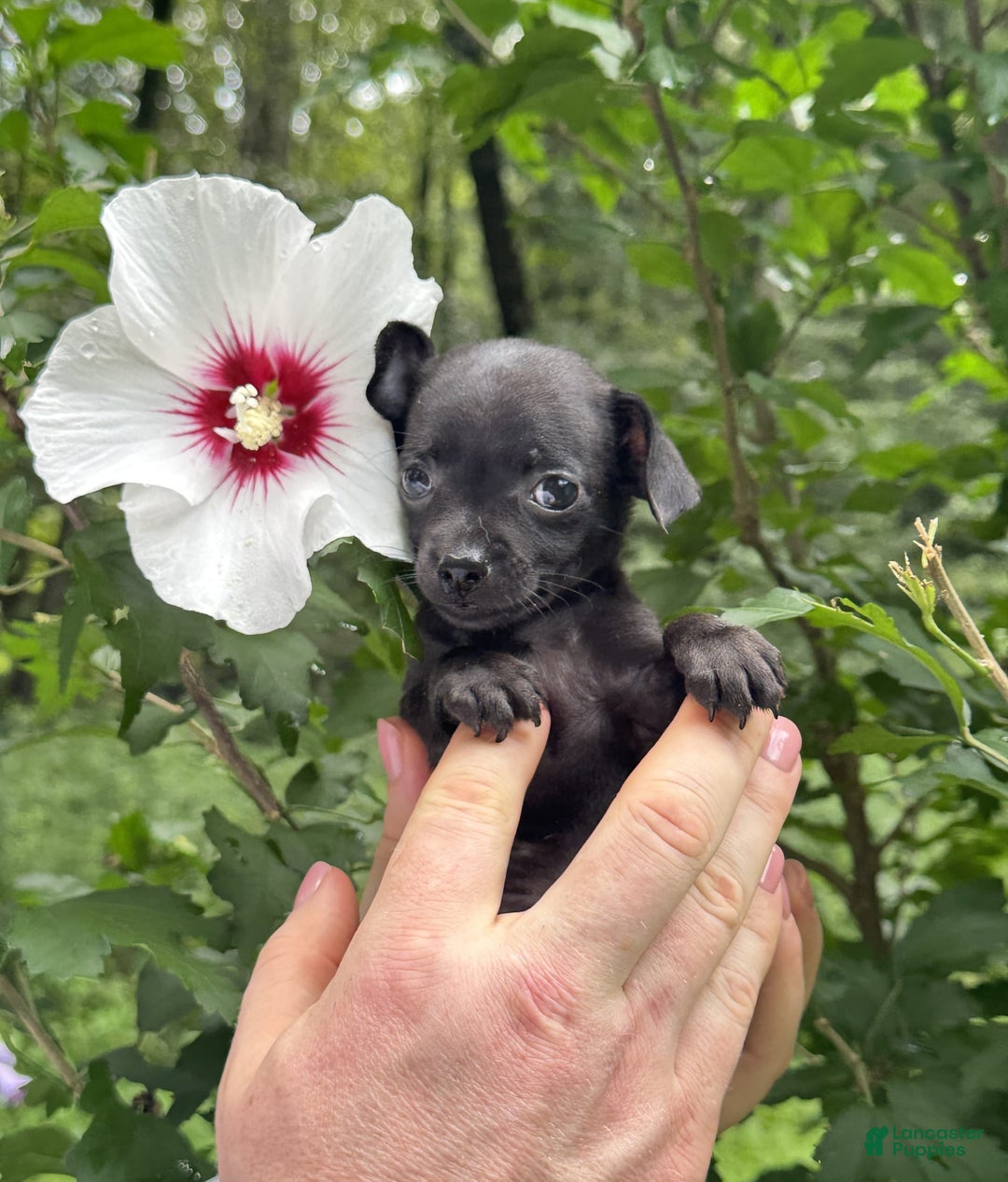 Chihuahua dogs for sale: Black Pearl - Image 8