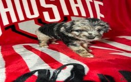Mini Aussiedoodle dogs for sale: Tulip - Image 8