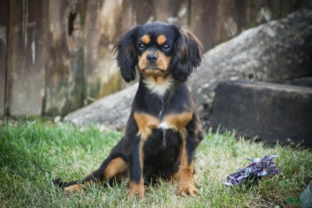 Cavalier King Charles Spaniel dogs for sale: Pluto - Image 13
