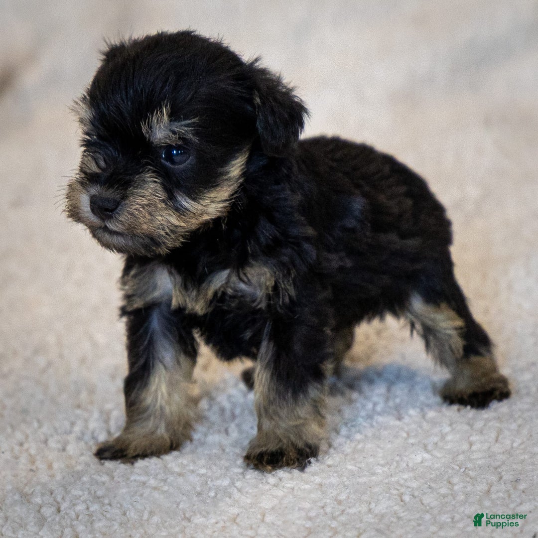 Miniature Schnauzer dogs for sale: Hugo - Image 3