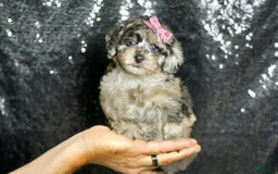 Maltipoo dogs for sale: Princess - Image 7