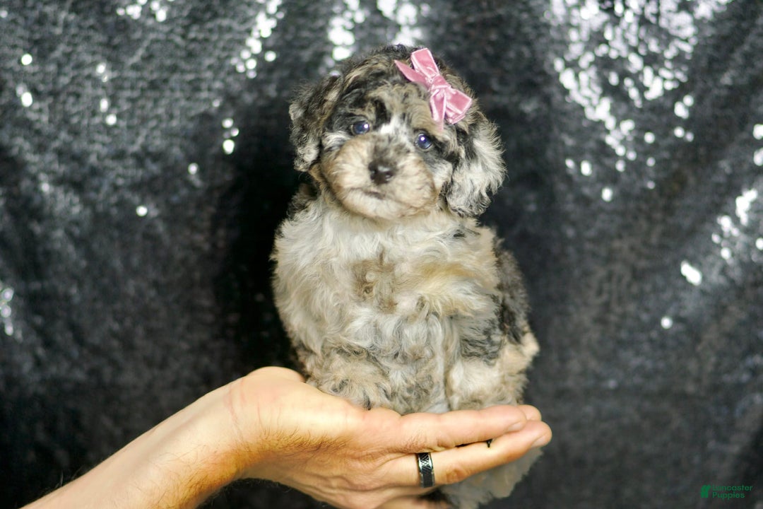Maltipoo dogs for sale: Princess - Image 7