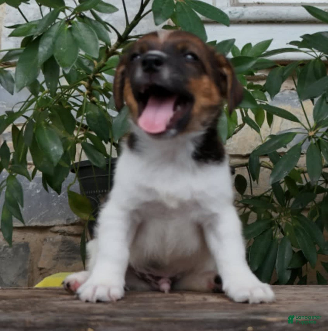 Jack Russell Terrier dogs for sale: Sparky - Image 3