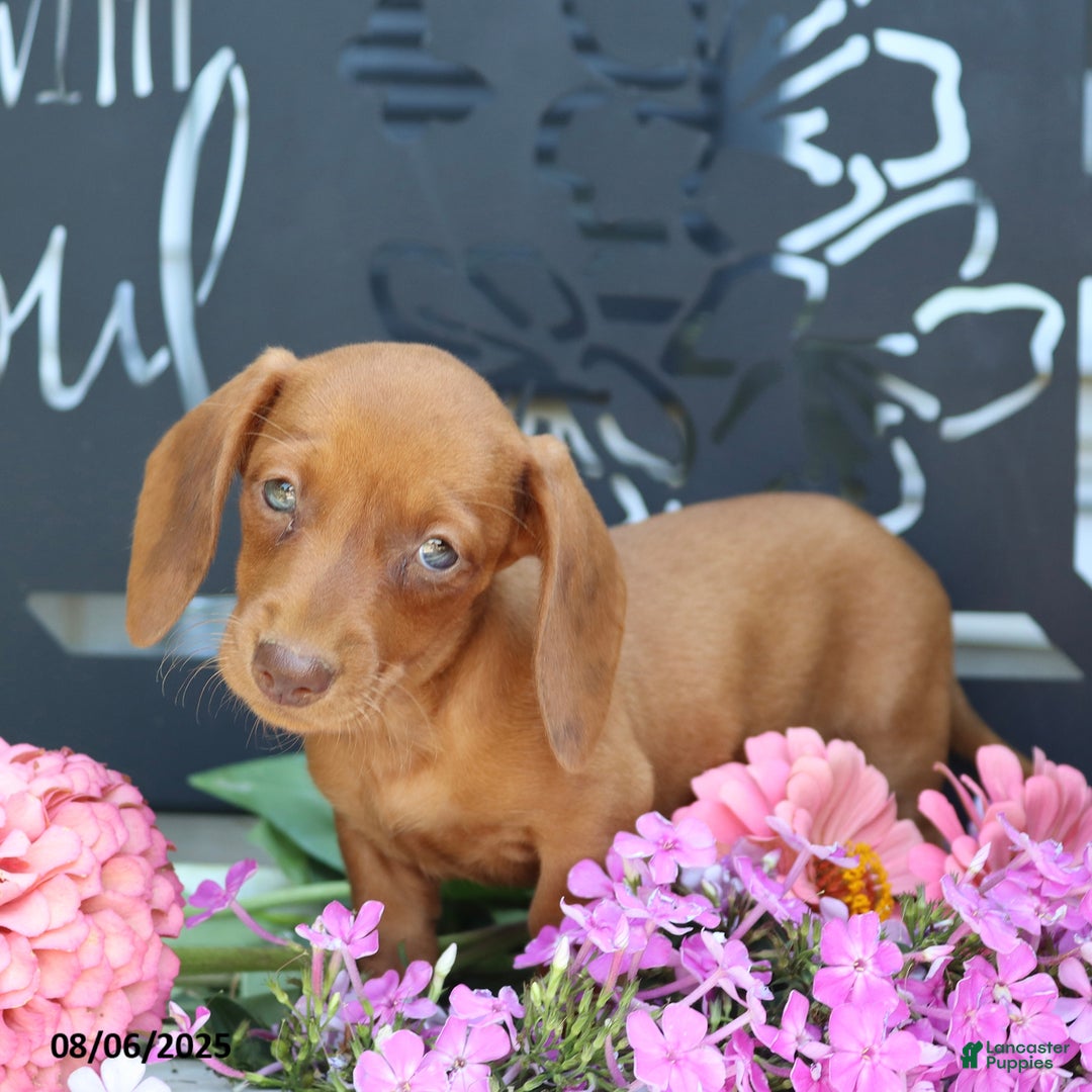 Miniature Dachshund dogs for sale: Luna - Image 5