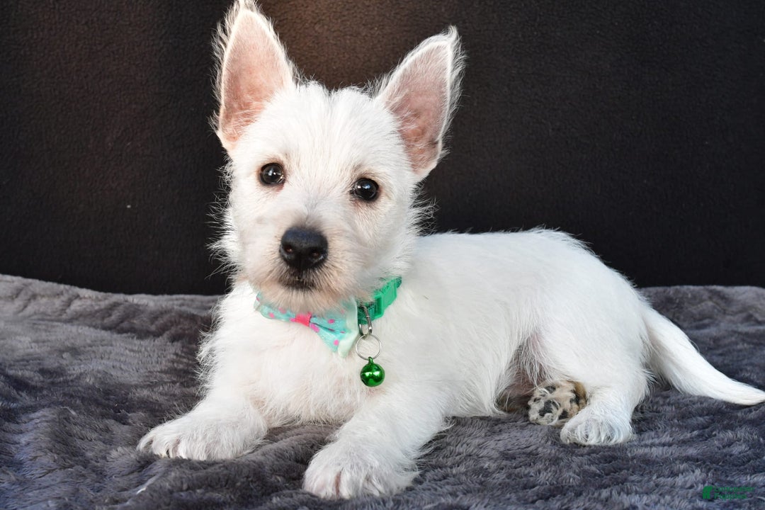 West Highland Terrier dogs for sale: Omar - Image 3