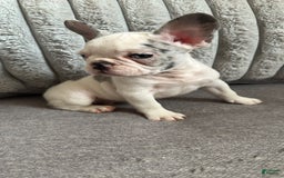 French Bulldog dogs for sale: French Bulldog 2 puppies - Image 1