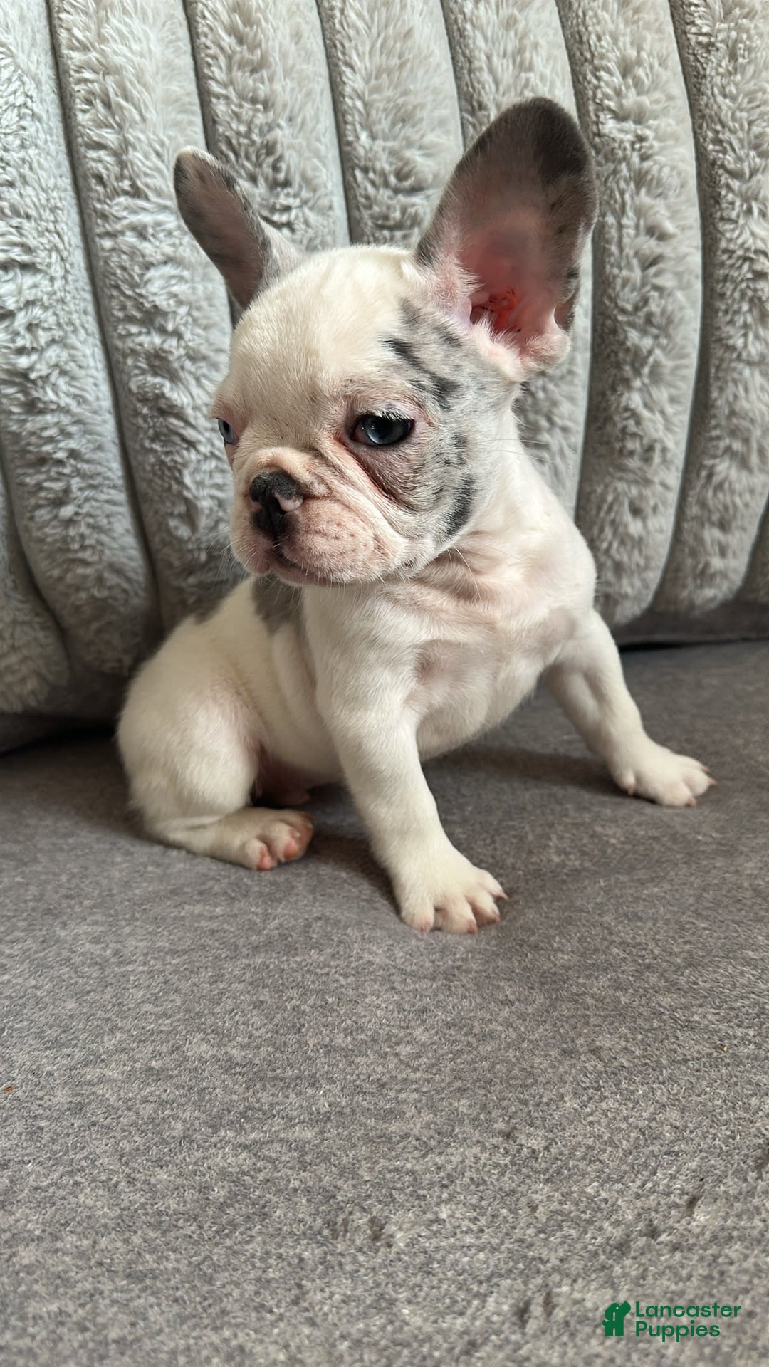 French Bulldog dogs for sale: French Bulldog 2 puppies - Image 1