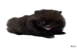 Pomeranian dogs for sale: Jet - Image 21