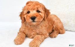 Mini Goldendoodle dogs for sale: Bo - Image 3
