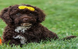 Cockapoo dogs for sale: Bess - Image 1