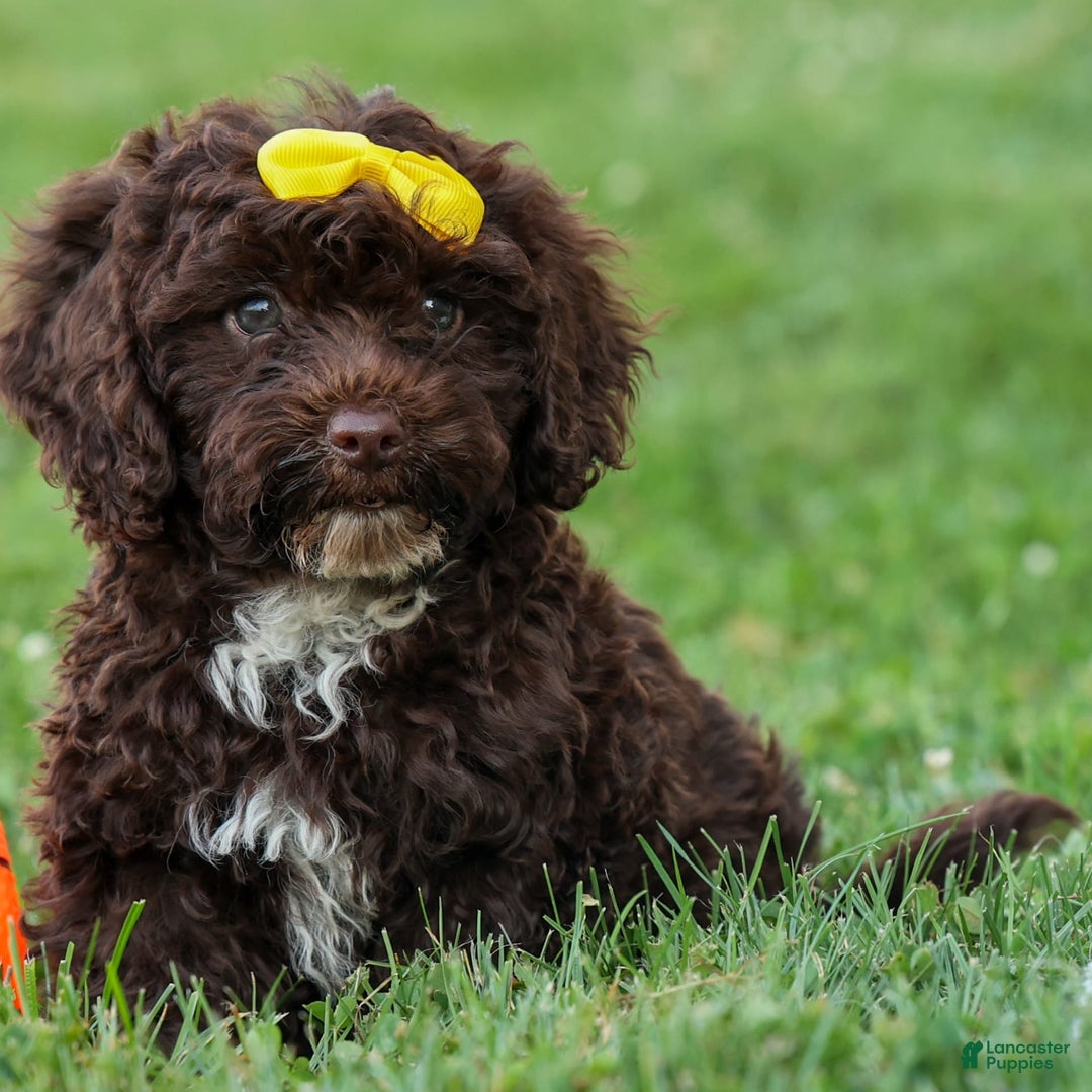 Cockapoo dogs for sale: Bess - Image 1