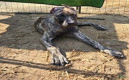 Presa Canario dogs for sale: Rose - Image 2