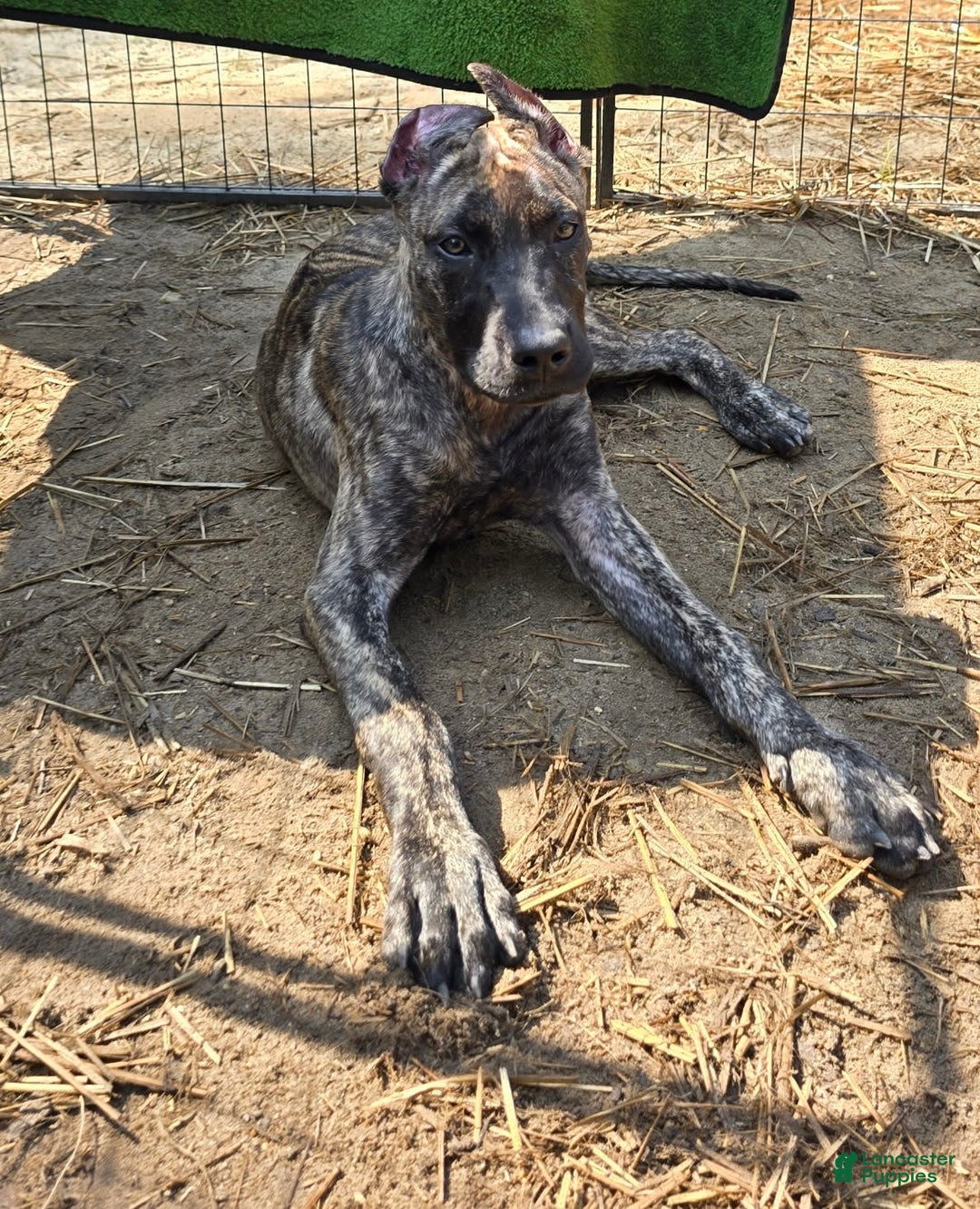 Presa Canario dogs for sale: Rose - Image 2