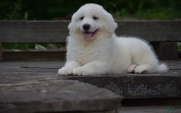 Great Pyrenees dogs for sale: Chloe - Image 7