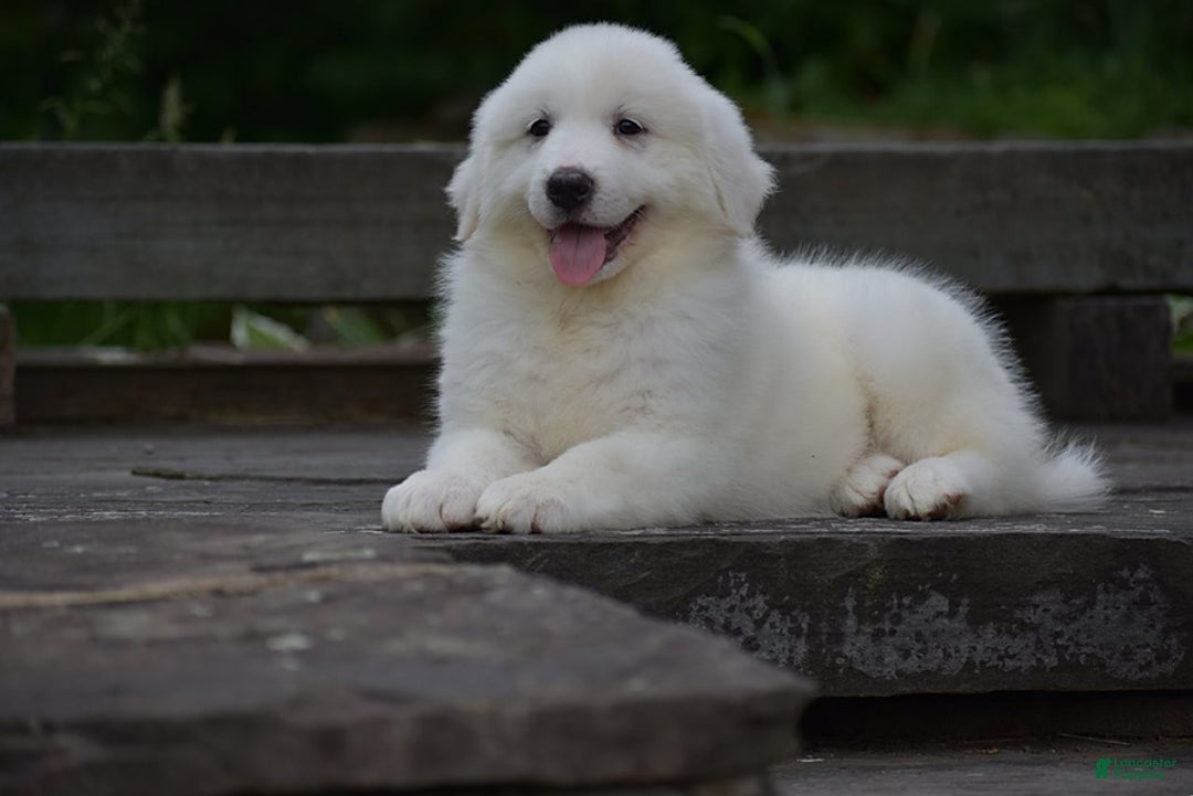Great Pyrenees dogs for sale: Chloe - Image 7