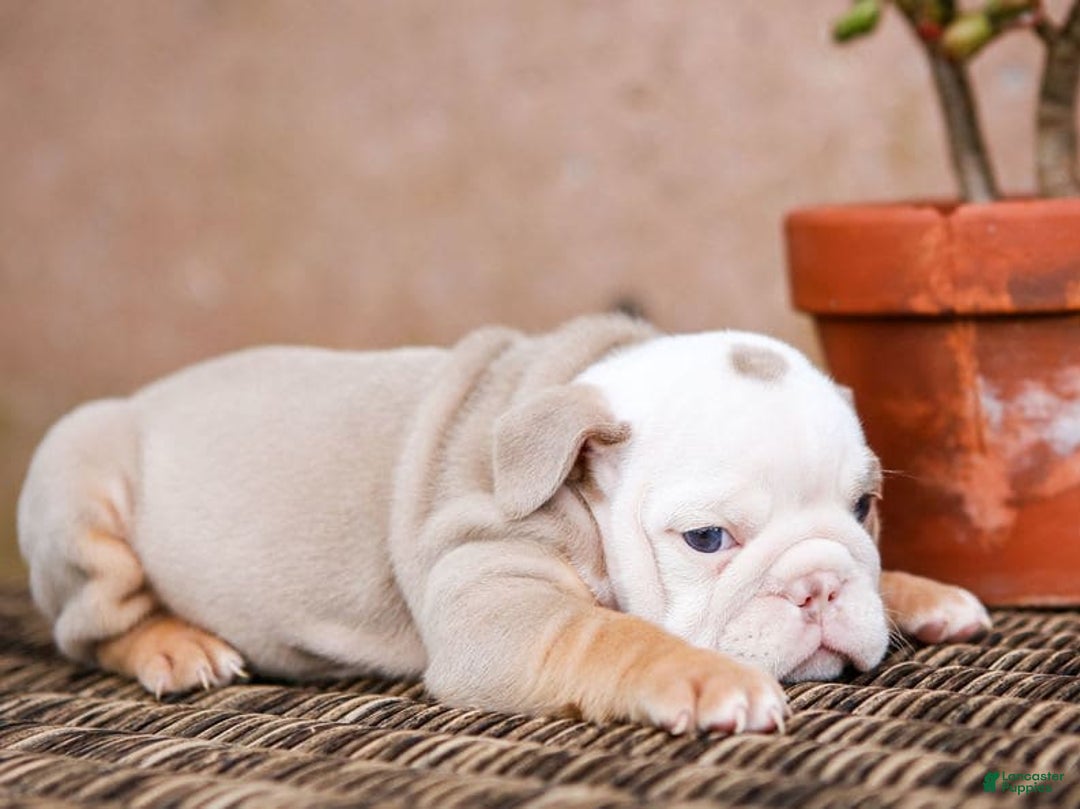English Bulldog dogs for sale: Micah - Image 7