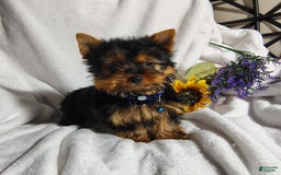 Yorkshire Terrier dogs for sale: Shep - Image 18
