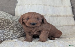 Mini Goldendoodle dogs for sale: Hank - Image 1
