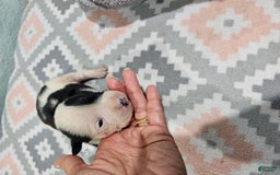 Staffordshire Bull Terrier dogs for sale: Deuce - Image 4