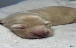 Miniature Dachshund dogs for sale: Glaze - Image 3
