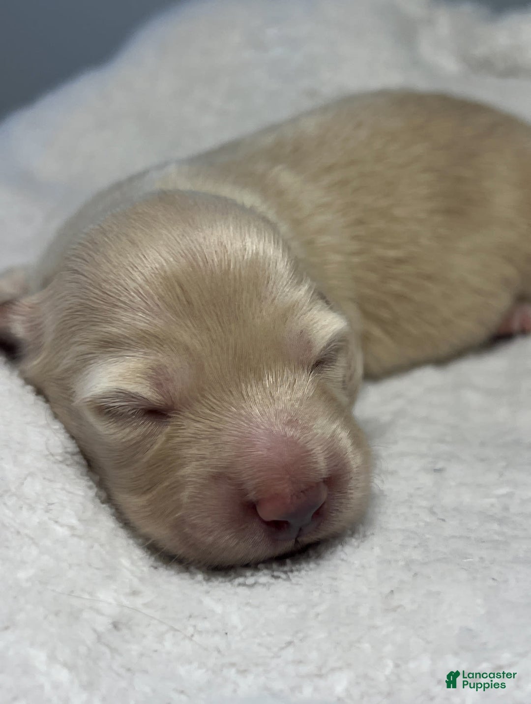 Miniature Dachshund dogs for sale: Glaze - Image 3