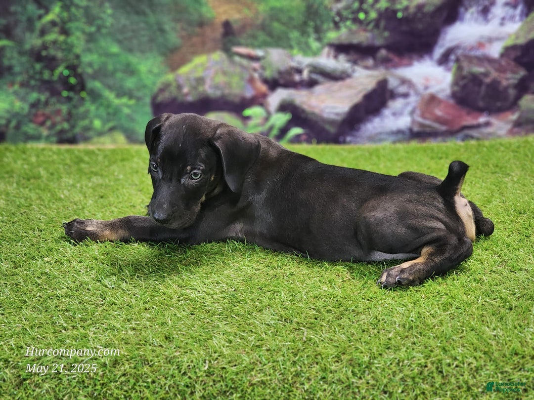 Catahoula Leopard Dog dogs for sale: Jesse 2025 Male 2 - Image 9