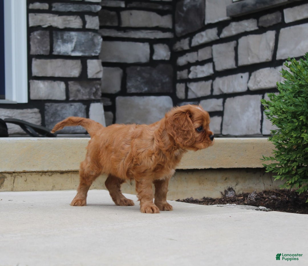 Cavalier King Charles Spaniel dogs for sale: Bentley - Image 7