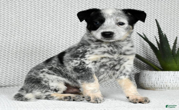 Australian Cattle Dog dogs for sale - Ad 2