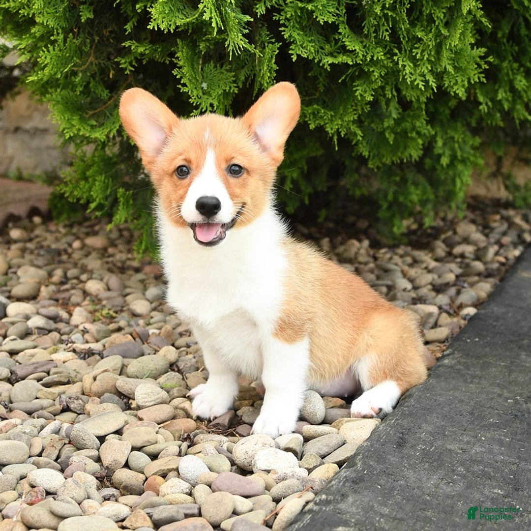 Welsh Corgi Pembroke dogs for sale: Clementine - Image 3