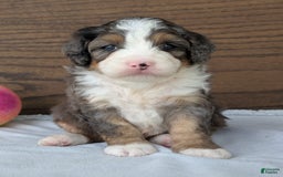 Mini Bernedoodle dogs for sale: Bluey - Image 3