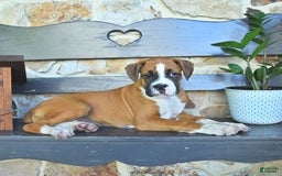 Boxer dogs for sale: Feliz - Image 9