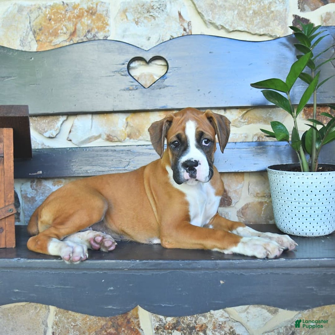 Boxer dogs for sale: Feliz - Image 9