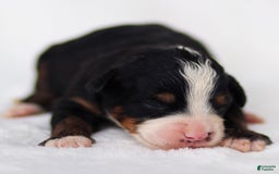 Mini Bernedoodle dogs for sale: Murphy - Image 5