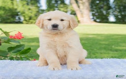 Golden Retriever dogs for sale: Mia - Image 2